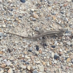 Amphibolurus muricatus at Bungendore, NSW - 23 Jan 2016 05:11 PM