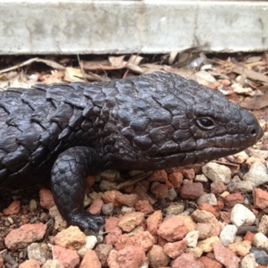 Tiliqua rugosa at Wamboin, NSW - 23 Jan 2016