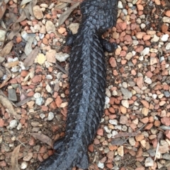 Tiliqua rugosa at Wamboin, NSW - 23 Jan 2016