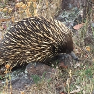 Tachyglossus aculeatus at Mount Taylor - 23 Jan 2016 06:50 PM