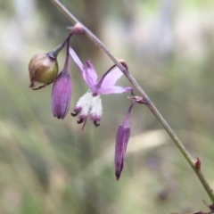 Arthropodium milleflorum at Rendezvous Creek, ACT - 23 Jan 2016