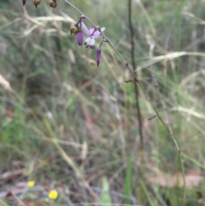 Arthropodium milleflorum at Rendezvous Creek, ACT - 23 Jan 2016