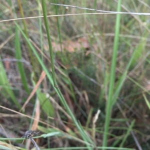 Arthropodium milleflorum at Rendezvous Creek, ACT - 23 Jan 2016 07:49 PM