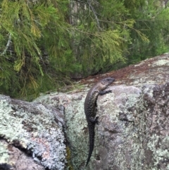 Egernia cunninghami (Cunningham's Skink) at Namadgi National Park - 23 Jan 2016 by JasonC