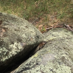 Egernia cunninghami (Cunningham's Skink) at Namadgi National Park - 23 Jan 2016 by JasonC