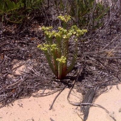 Euphorbia paralias (Sea Spurge ) at Nadgee, NSW - 9 Feb 2010 by Mike