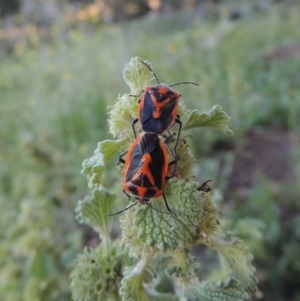 Marrubium vulgare at Calwell, ACT - 23 Nov 2015 07:36 PM