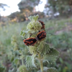 Marrubium vulgare at Calwell, ACT - 23 Nov 2015 07:36 PM