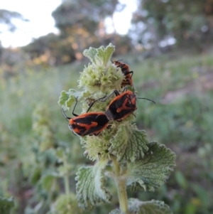 Marrubium vulgare at Calwell, ACT - 23 Nov 2015 07:36 PM