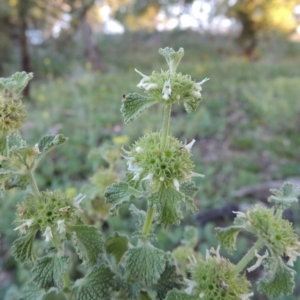 Marrubium vulgare at Calwell, ACT - 23 Nov 2015 07:36 PM