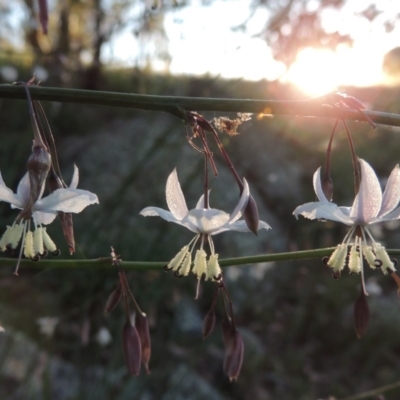 Arthropodium milleflorum (Vanilla Lily) at Calwell, ACT - 23 Nov 2015 by michaelb