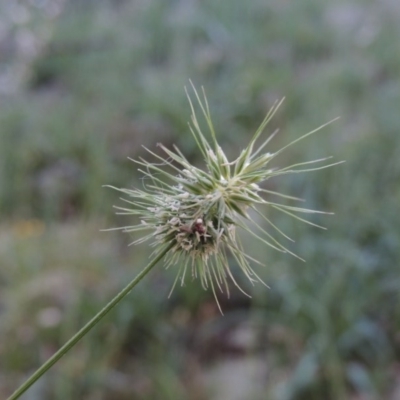 Echinopogon sp. (Hedgehog Grass) at Tuggeranong Hill - 23 Nov 2015 by michaelb