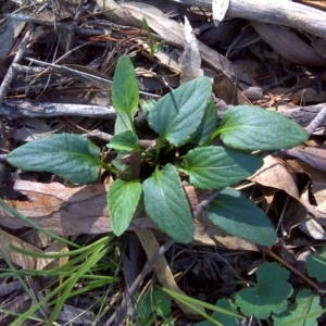 Viola betonicifolia at Isaacs Ridge - 4 Apr 2010