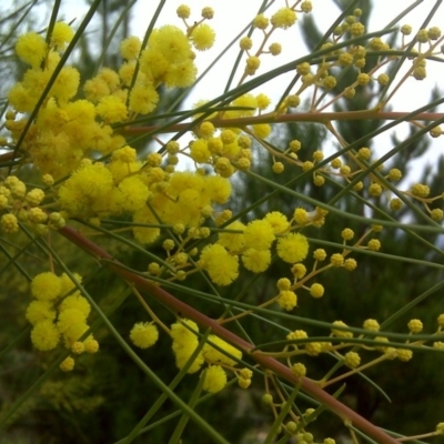 Acacia subulata (Awl-leaved Wattle) at Isaacs, ACT - 27 May 2010 by Mike