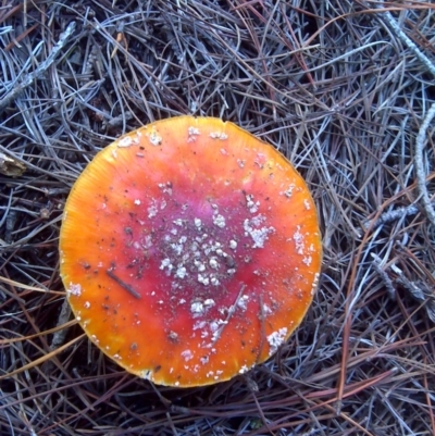 Amanita muscaria (Fly Agaric) at Isaacs, ACT - 31 May 2010 by Mike