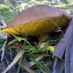 Suillus luteus (Slippery Jack) at Isaacs, ACT - 8 Jun 2010 by Mike