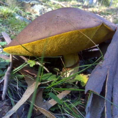 Suillus luteus (Slippery Jack) at Isaacs Ridge - 8 Jun 2010 by Mike