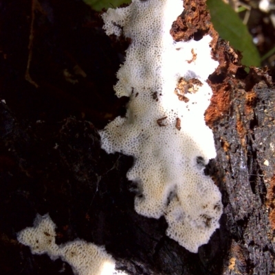 Unidentified at Tidbinbilla Nature Reserve - 21 Aug 2010 by Mike