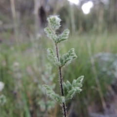 Cheilanthes distans (Bristly Cloak Fern) at Tuggeranong Hill - 23 Nov 2015 by michaelb