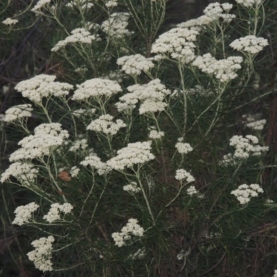 Cassinia longifolia (Shiny Cassinia, Cauliflower Bush) at Calwell, ACT - 23 Nov 2015 by MichaelBedingfield