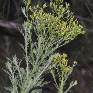 Senecio bathurstianus at Calwell, ACT - 23 Nov 2015