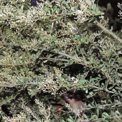 Bursaria spinosa (Native Blackthorn, Sweet Bursaria) at Conder, ACT - 23 Nov 2015 by michaelb