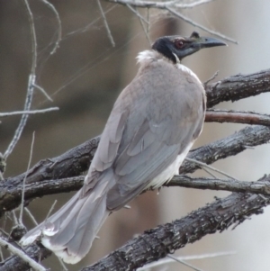 Philemon corniculatus at Calwell, ACT - 23 Nov 2015 07:57 PM