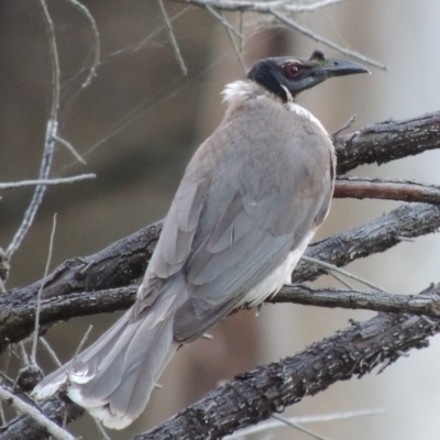 Philemon corniculatus (Noisy Friarbird) at Calwell, ACT - 23 Nov 2015 by michaelb