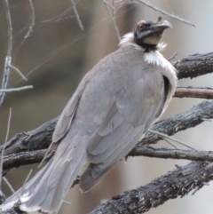 Philemon corniculatus at Calwell, ACT - 23 Nov 2015 07:57 PM