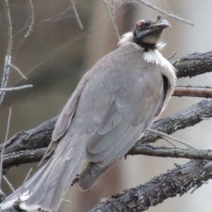 Philemon corniculatus at Calwell, ACT - 23 Nov 2015 07:57 PM