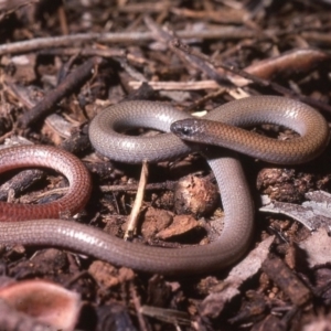 Aprasia parapulchella at Mount Taylor - 6 Aug 1978