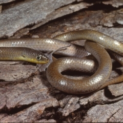 Delma inornata (Olive Legless-lizard) at Jeir, NSW - 14 Jul 1978 by wombey