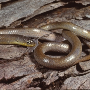 Delma inornata at Jeir, NSW - 15 Jul 1978 12:00 AM