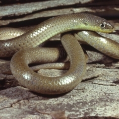 Delma inornata at Jeir, NSW - 15 Jul 1978 12:00 AM