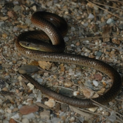 Delma inornata (Olive Legless-lizard) at Canberra Central, ACT - 11 Oct 2005 by wombey