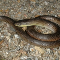 Delma inornata at Canberra Central, ACT - 12 Oct 2005