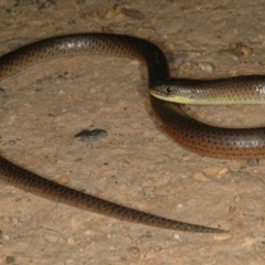 Delma inornata at Canberra Central, ACT - 12 Oct 2005