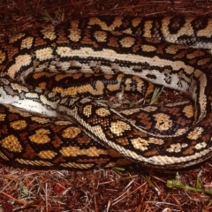 Morelia spilota metcalfei (Inland or Murray-Darling Carpet Python) at South Gundagai, NSW - 14 Jan 1984 by wombey
