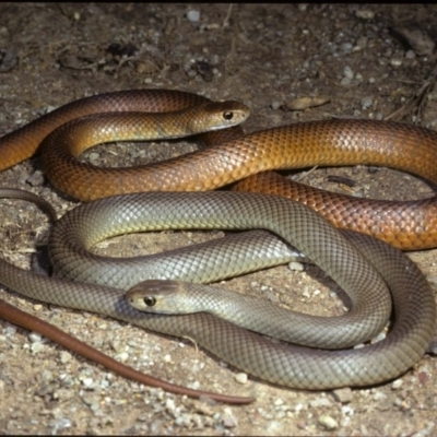 Pseudonaja textilis (Eastern Brown Snake) at Fyshwick, ACT - 30 Jul 1978 by wombey