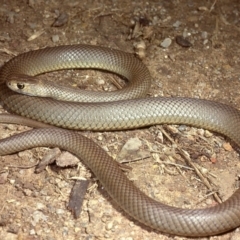 Pseudonaja textilis at Fyshwick, ACT - 30 Jul 1978 12:00 AM