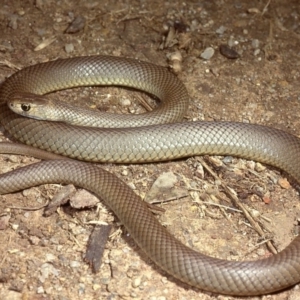 Pseudonaja textilis at Fyshwick, ACT - 30 Jul 1978