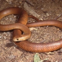 Pseudonaja textilis at Fyshwick, ACT - 30 Jul 1978