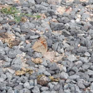 Junonia villida at Paddys River, ACT - 24 Jan 2016