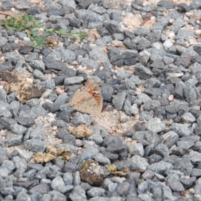 Junonia villida (Meadow Argus) at Paddys River, ACT - 24 Jan 2016 by ArcherCallaway