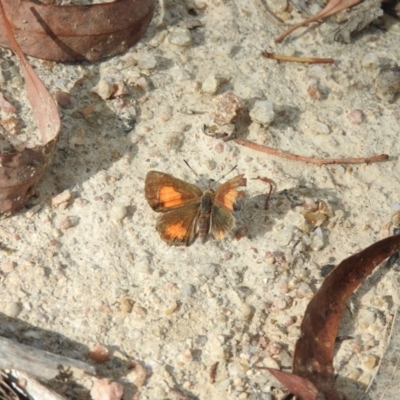 Paralucia aurifera (Bright Copper) at Paddys River, ACT - 24 Jan 2016 by RyuCallaway