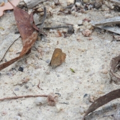 Paralucia aurifera at Paddys River, ACT - 24 Jan 2016 05:13 PM