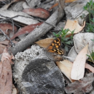 Geitoneura klugii at Paddys River, ACT - 24 Jan 2016 06:25 PM