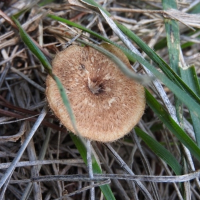 Lentinus arcularius (Fringed Polypore) at Turner, ACT - 24 Jan 2016 by RyuCallaway