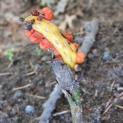 Arum italicum (Italian Arum) at Sullivans Creek, Turner - 24 Jan 2016 by ArcherCallaway