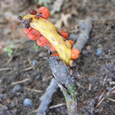 Arum italicum (Italian Arum) at Sullivans Creek, Turner - 24 Jan 2016 by ArcherCallaway